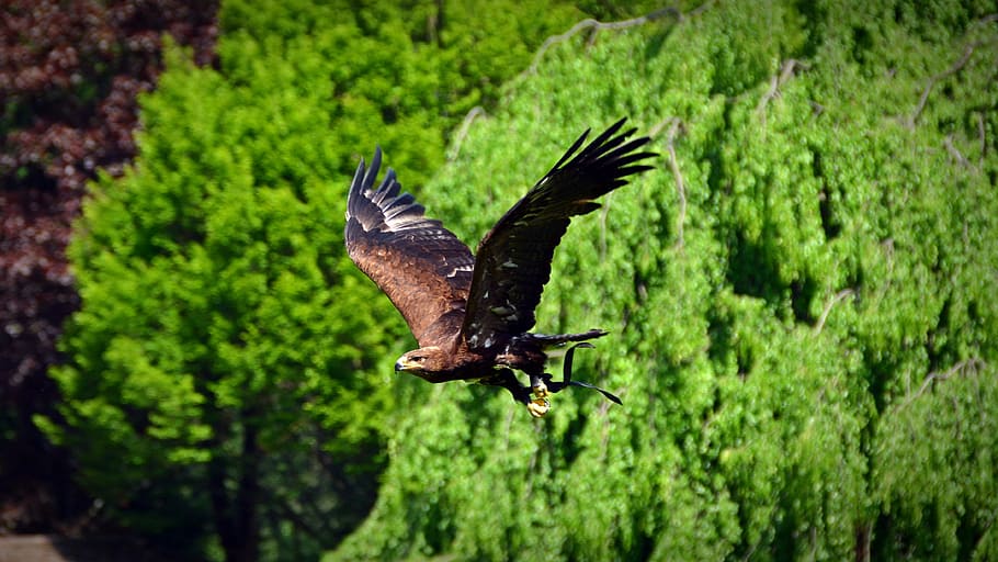Adler, Raptor, Fly, Bird Of Prey, animal, nature, heraldic animal HD wallpaper