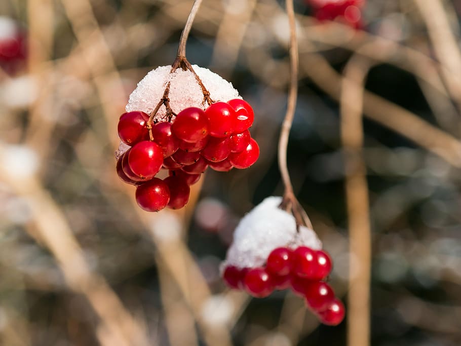 macro photography of red cherries, berries, winter, snow, hood HD wallpaper