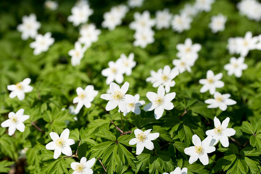 Anemone, Flower, Spring, Forest, white color, plant, nature HD wallpaper