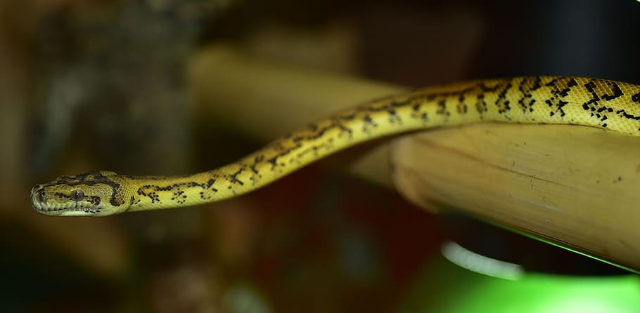 snake, carpet python, wild animal, animal world, nature, scale HD wallpaper