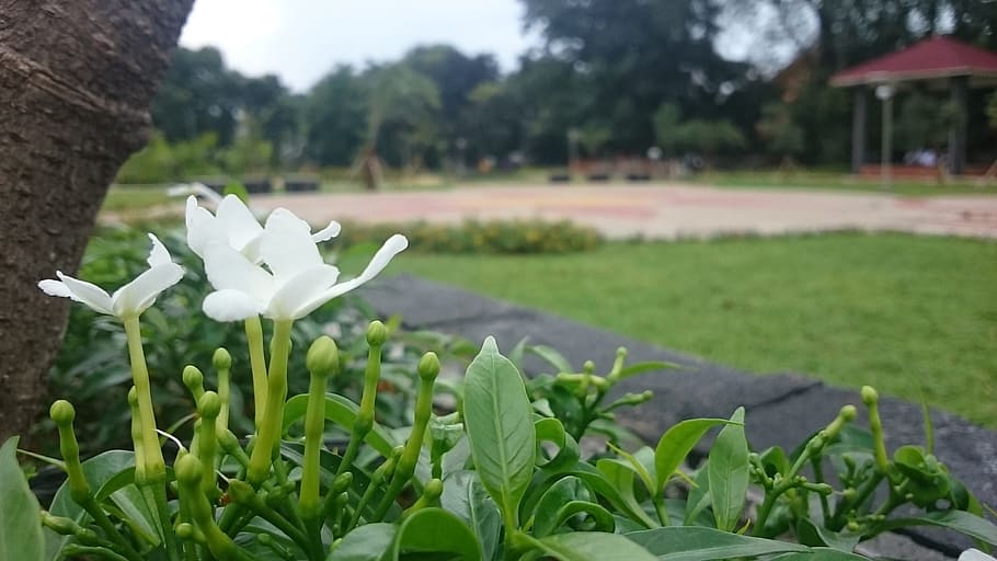 white, flower, lily, plant, freshness, flowering plant, nature HD wallpaper