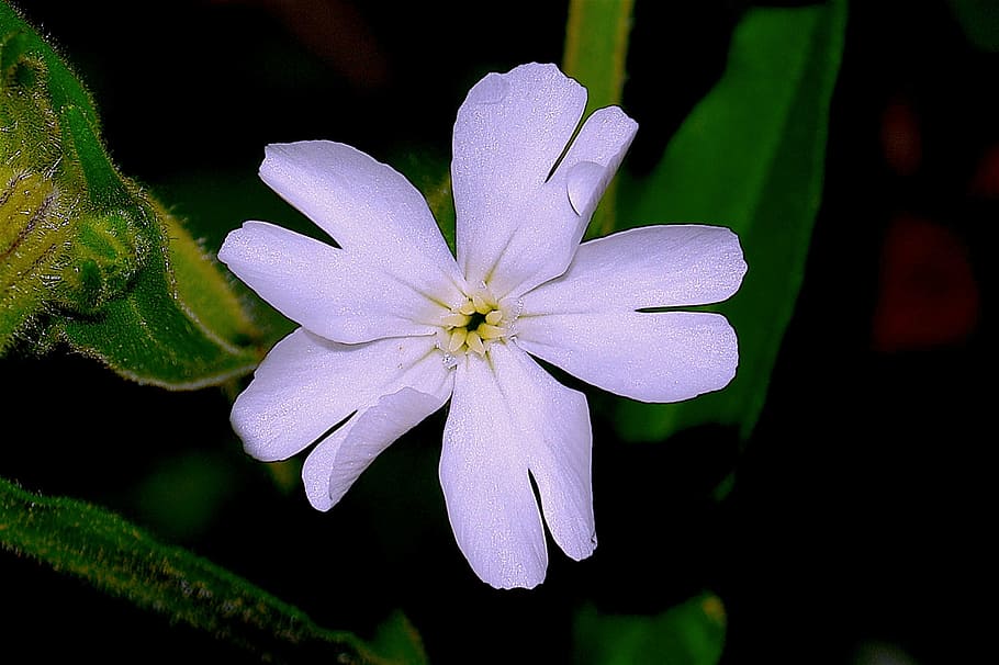 flower, white, spring, nature, bloom, blossom, plant, floral HD wallpaper