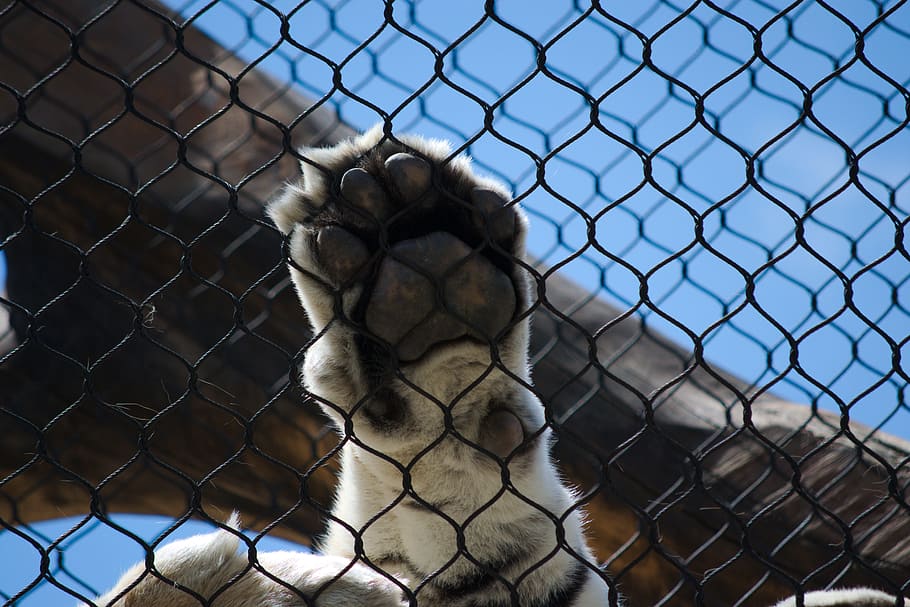 tiger, paw, wild, cat, animal, claw, chainlink fence, mammal HD wallpaper