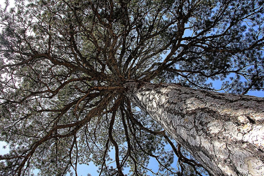 tree, branch, aesthetic, bark, log, branches, crown, nature HD wallpaper