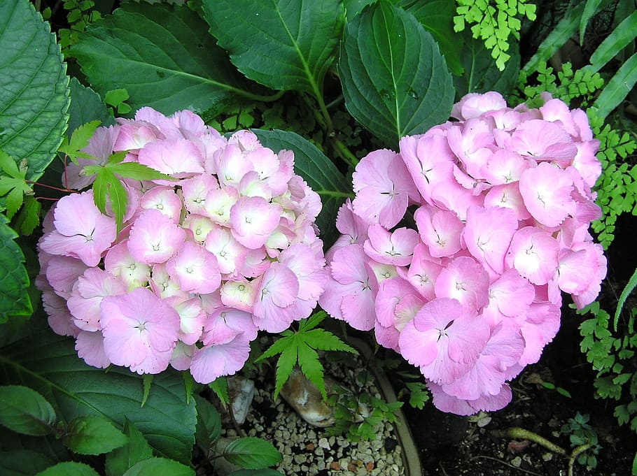 pink flower, hydrangea, summer, pink color, plant part, leaf HD wallpaper