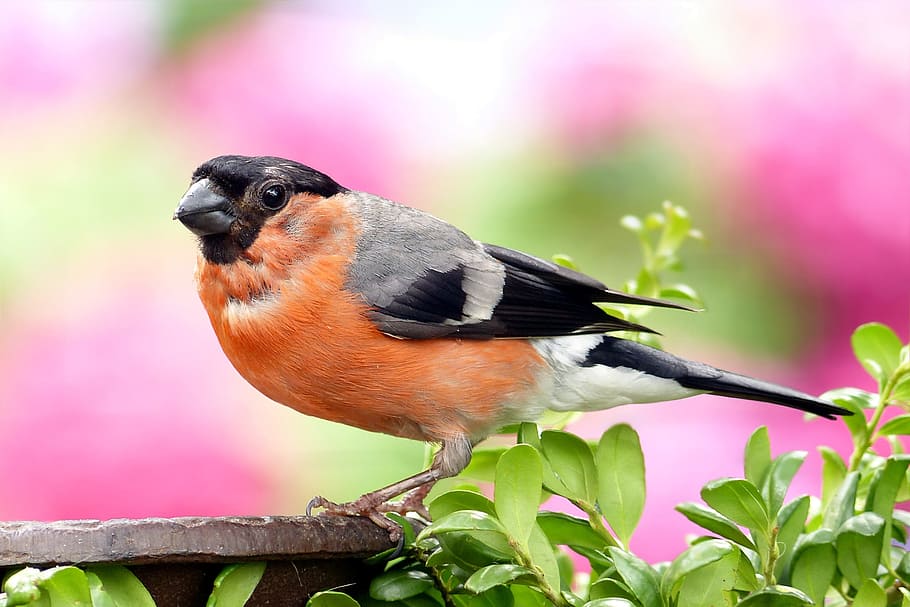 focus photography of Eurasian bullfinch, pyrrhula, bird, males, HD wallpaper