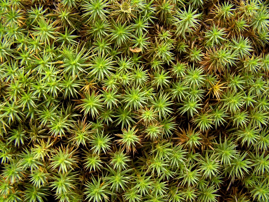 moss, grass, greens, needles, green color, cactus, plant, growth HD wallpaper