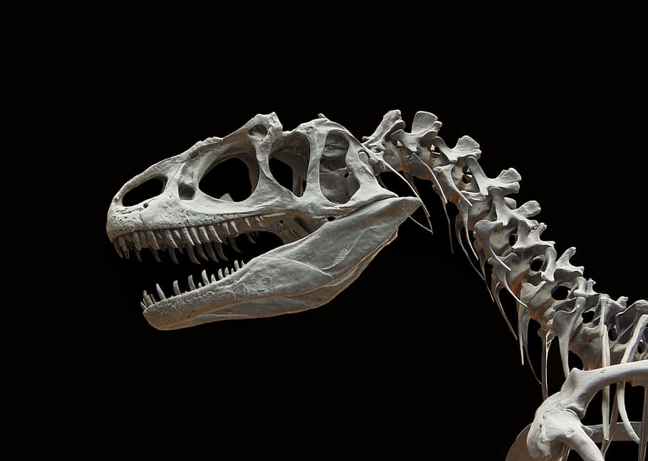 T-rex skeleton, dinosaur, allosaurus, bone, prehistoric times, HD wallpaper