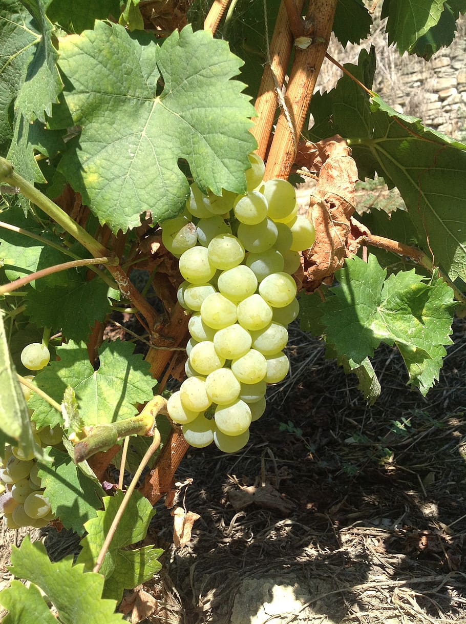 bunch, muscat, leaves, food and drink, healthy eating, fruit HD wallpaper
