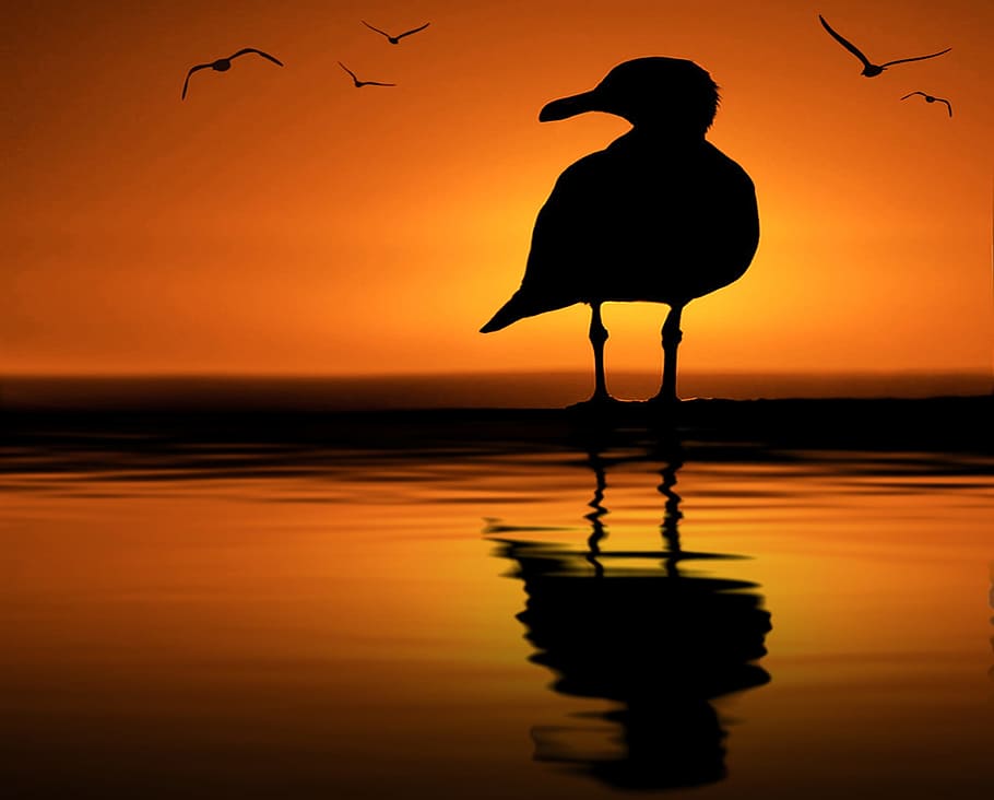 silhouette of bird reflecting on body of water, sunset, dawn HD wallpaper