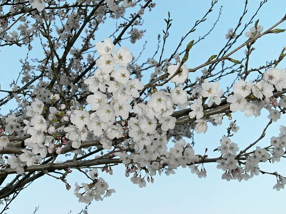 white flowers on tree, cherry, cherry tree, cherry blossoms HD wallpaper