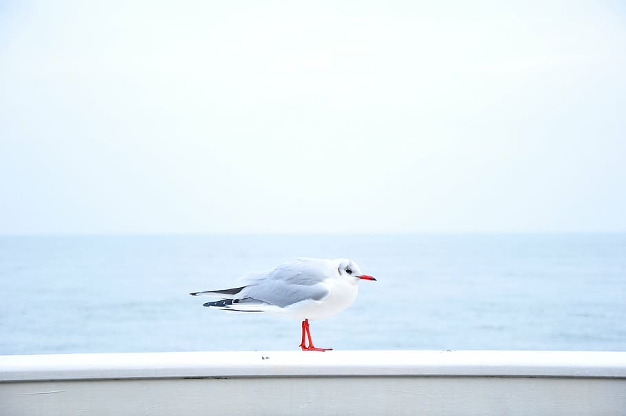 gray and white bird, gull, standing, railing, daytime, sky HD wallpaper