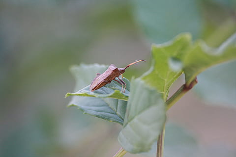 bug, leaf, macro, insect, nature, red thumbtack, garden, plant HD wallpaper