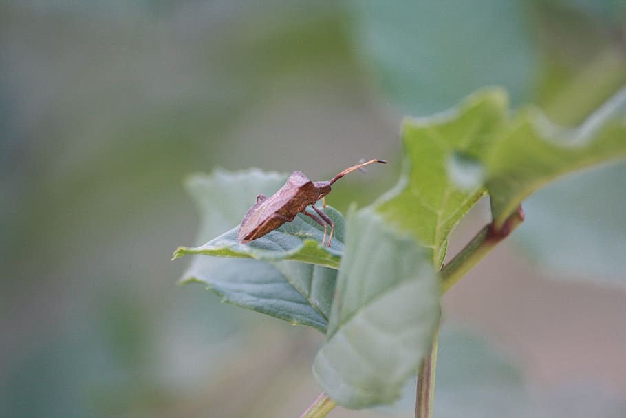 bug, leaf, macro, insect, nature, red thumbtack, garden, plant HD wallpaper