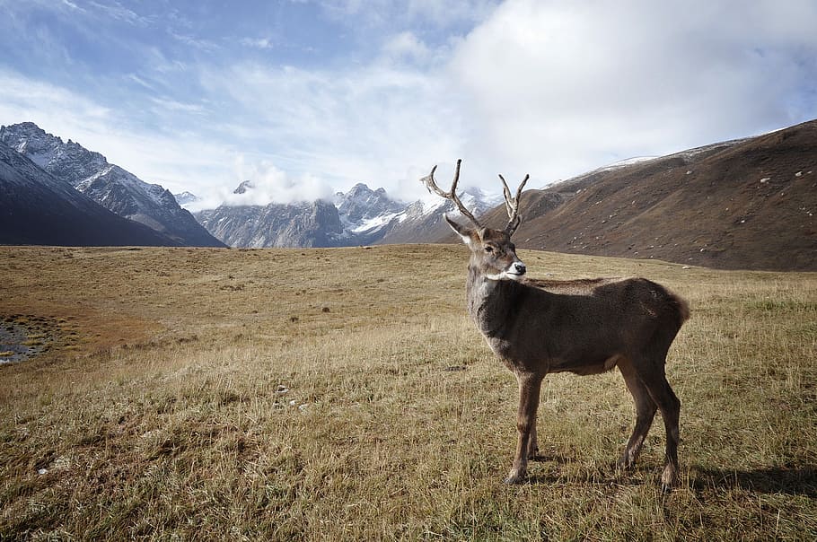 brown and gray deer at green grass field during daytime, nature HD wallpaper