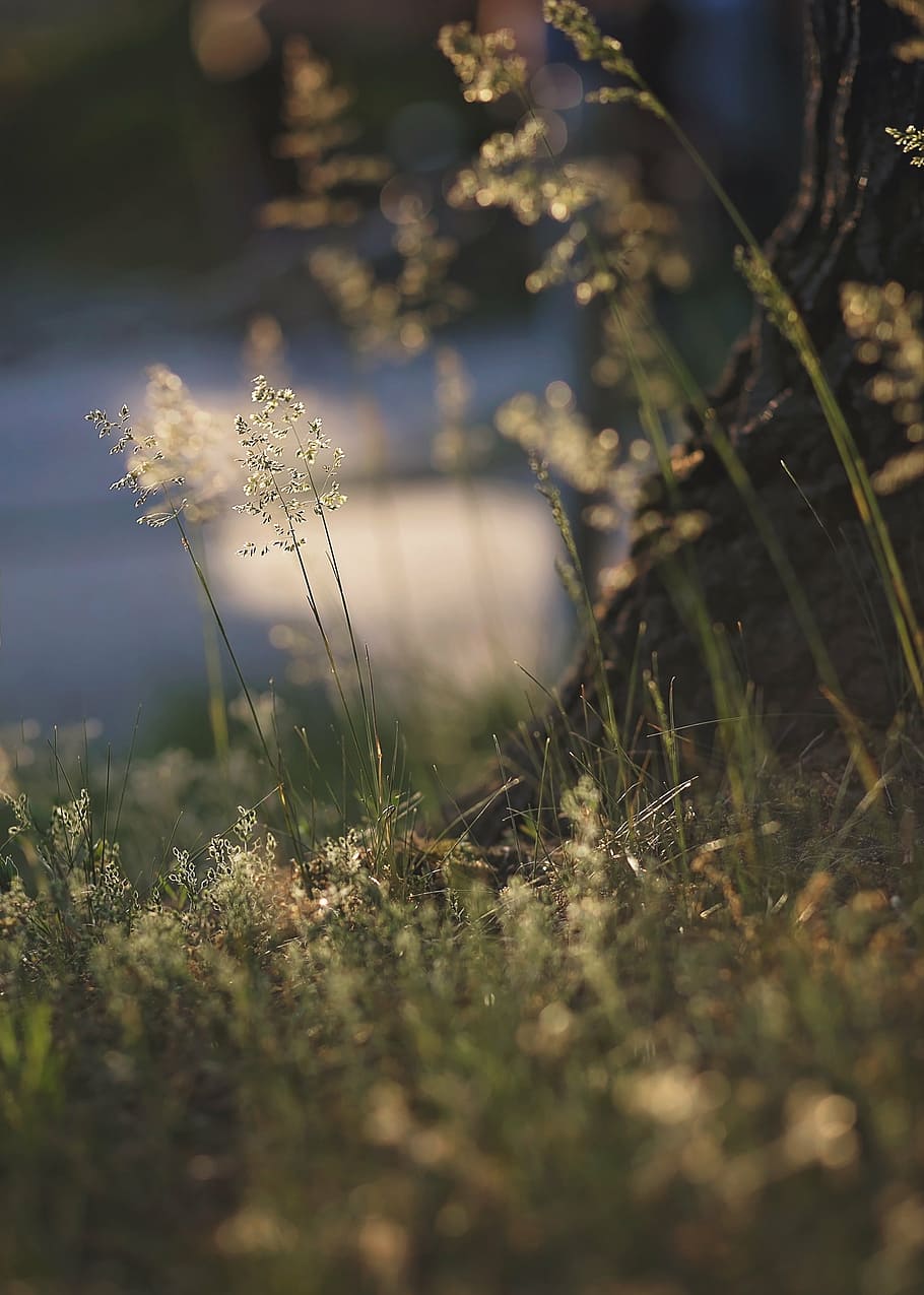 nature, grass, spring, bokeh, plant, selective focus, no people HD wallpaper