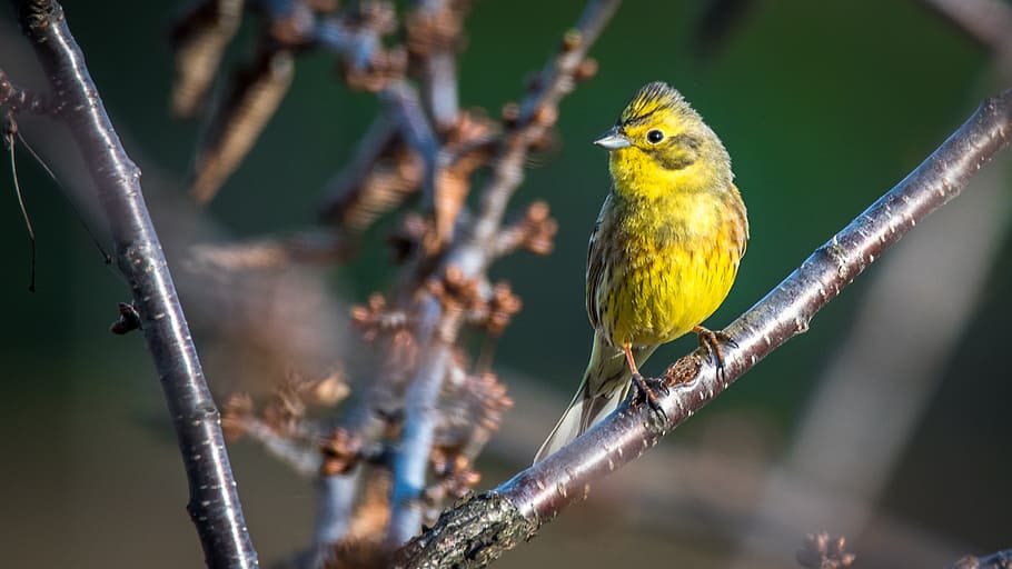 yellow bird perching on tree branch, the strand, small, singer HD wallpaper