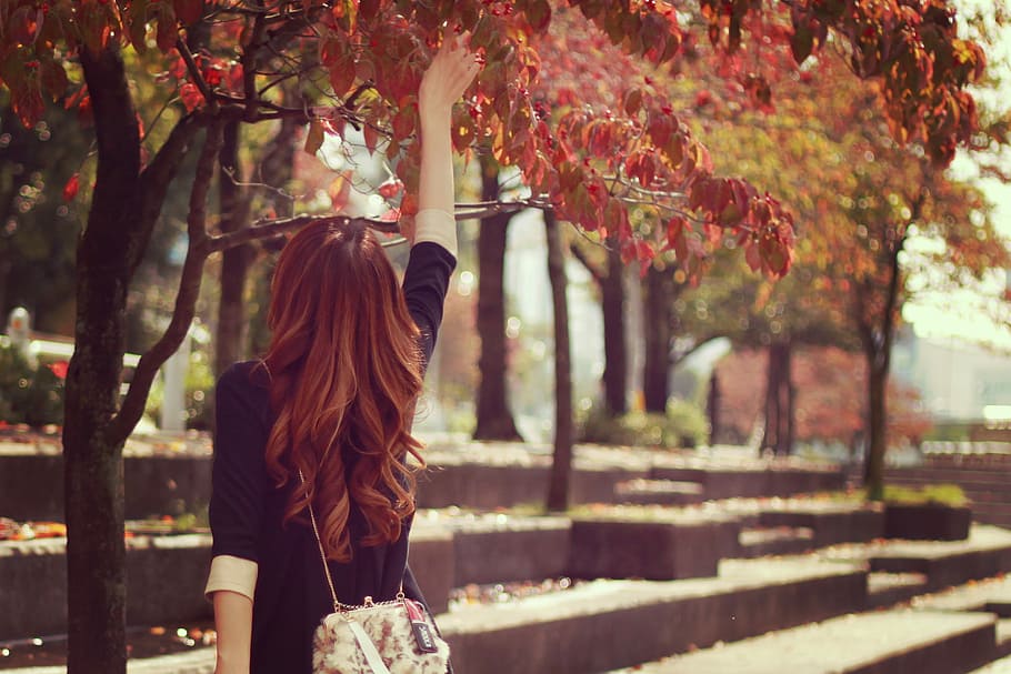 woman in black elbow-sleeved dress holding red leaf tree, autumn HD wallpaper
