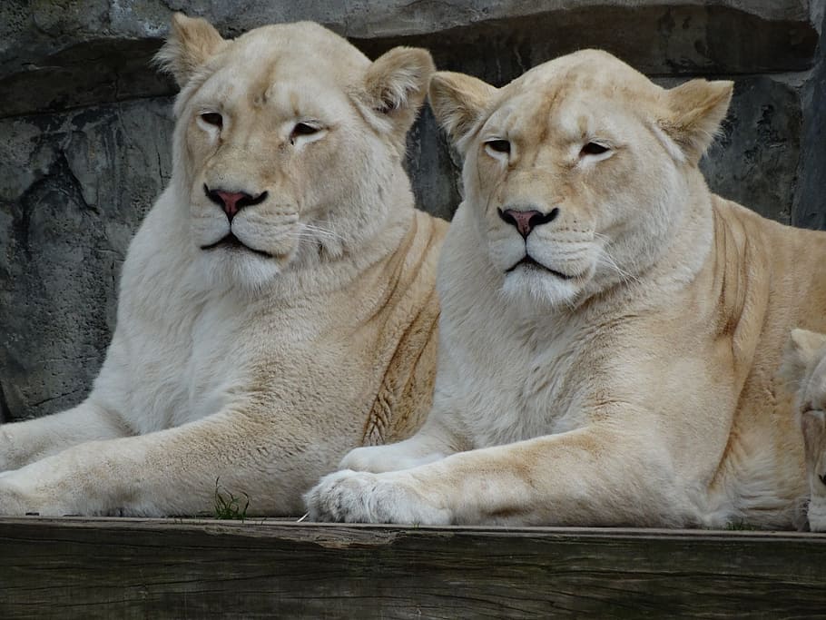 zoo, lions, together, animal themes, feline, lion - feline HD wallpaper