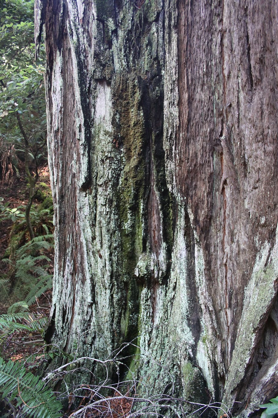 muir woods, forest, tree, bark, trunk, park, landscape, california HD wallpaper