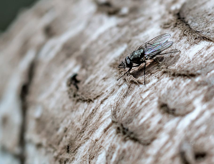 fly, close, insect, macro, flight insect, nature, wing, animal themes HD wallpaper