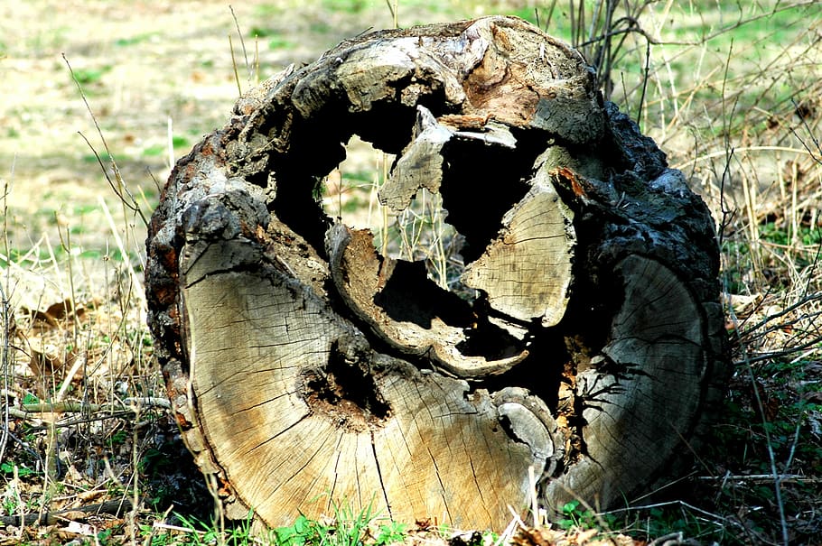 sick tree, defeated, meadow, forest, land, close-up, nature HD wallpaper
