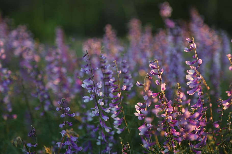 selective focus photography of purple petaled flower, clover HD wallpaper