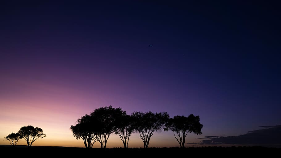 silhouette of trees during golden hour, black high trees under white and blue sky at golden hour HD wallpaper