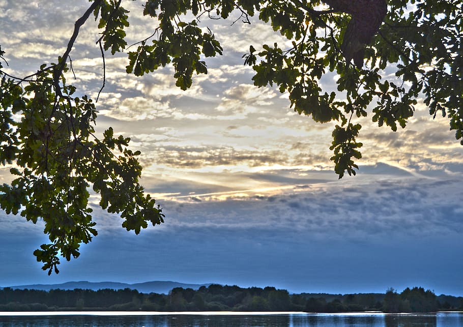 sky, clouds, leaves, branches, tree, plant, beauty in nature HD wallpaper