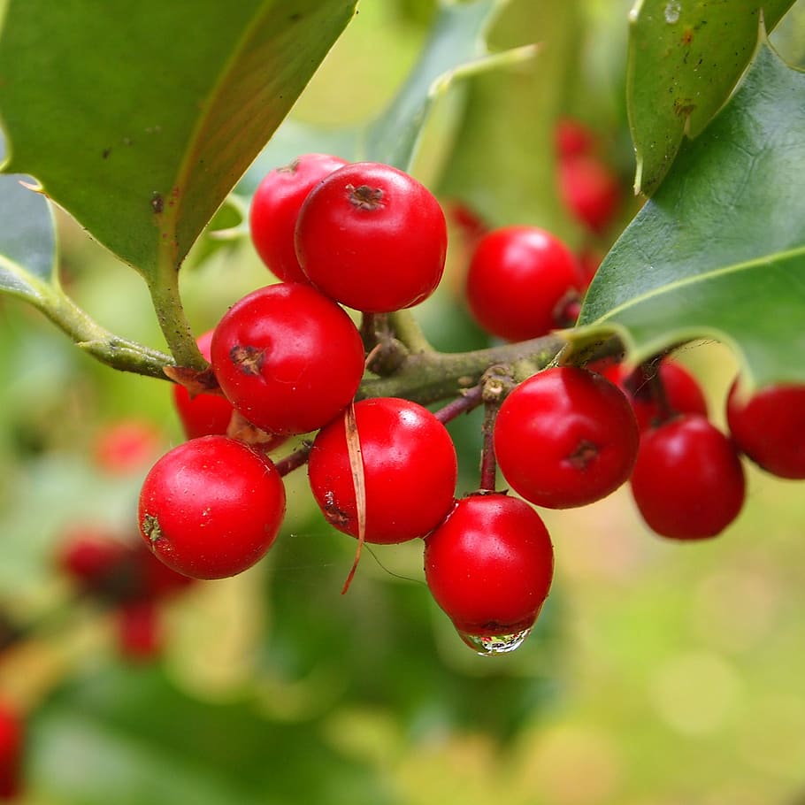 hulst, berries, red, drop, rain, dew, food and drink, fruit HD wallpaper