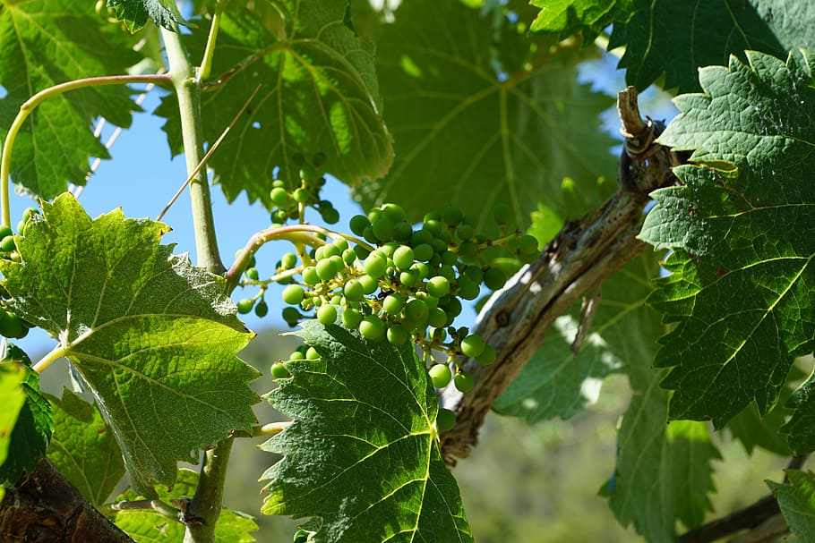 grape, tree, leaf, plant part, fruit, food and drink, growth HD wallpaper