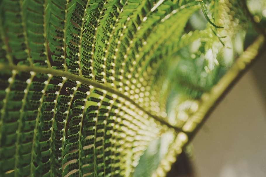 close up photo of green leafed plant, closeup photo of green leafed plant HD wallpaper