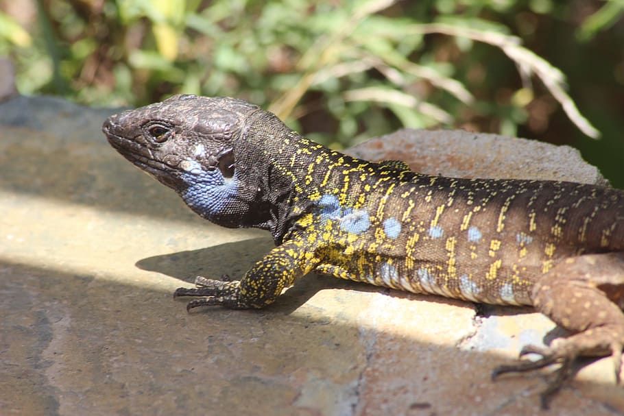 Animals, Reptile, Lizard, reptiles, australia, danger, camouflage