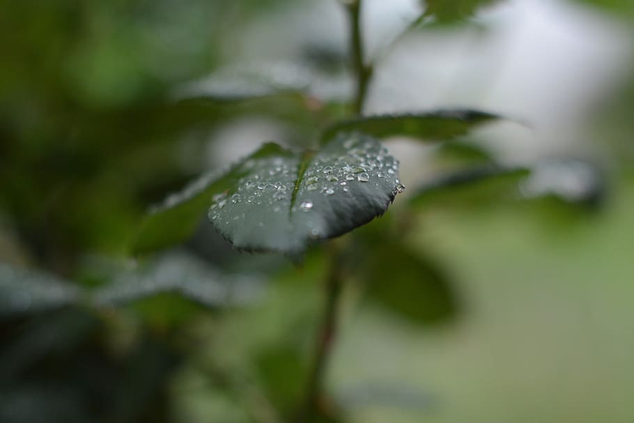 leaf, rain, droplet, nature, green, plant, season, water, environment HD wallpaper