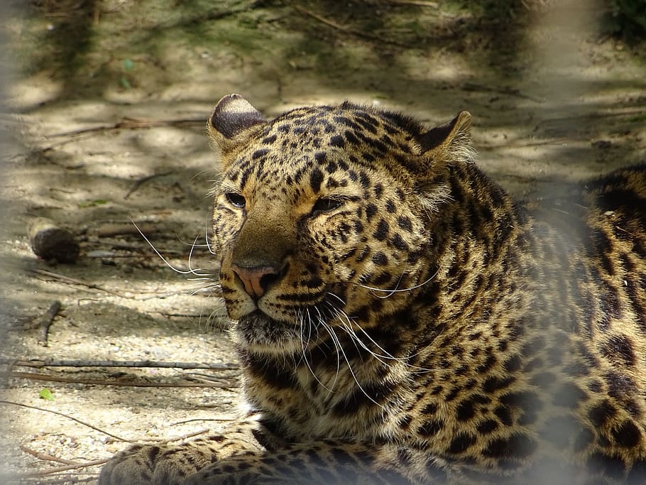 leopard spotted, animal, animal themes, big cat, one animal HD wallpaper