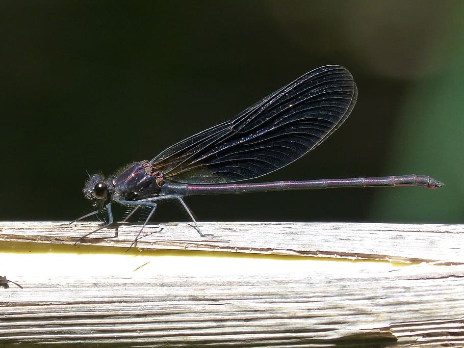 dragonfly, black dragonfly, calopteryx haemorrhoidalis, winged insect