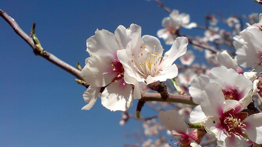 flower, spring, white, spring flowers, flowering plant, beauty in nature HD wallpaper