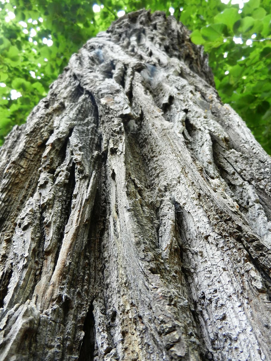 tree, konar, texture, forest, trunk, nature, the bark, green HD wallpaper