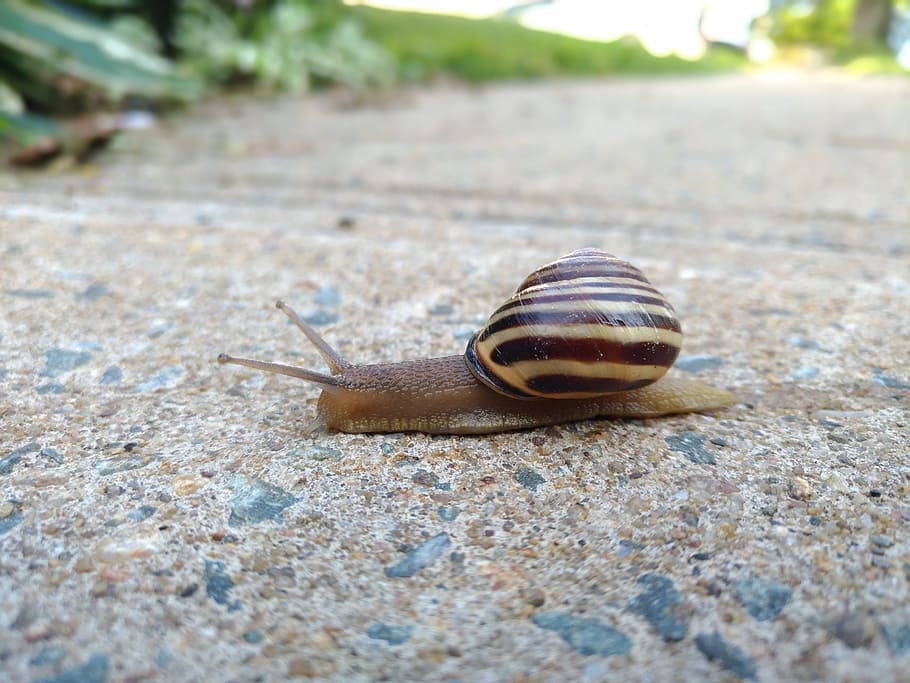 snail, nature, animal, shell, crawling, wildlife, antenna, small HD wallpaper
