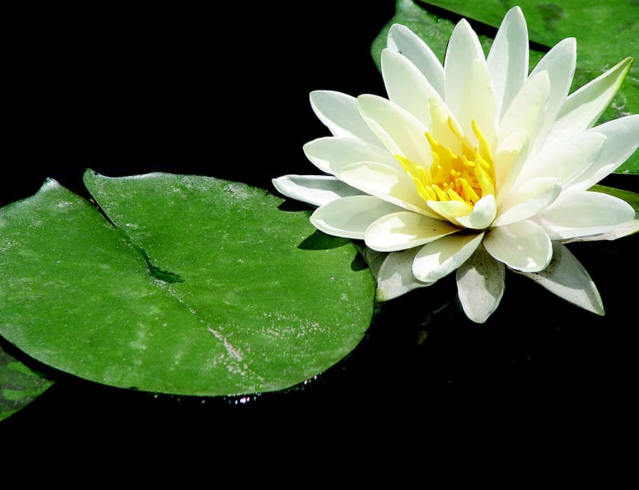 white petaled flower, white lotus, plant, zen, meditation, yoga
