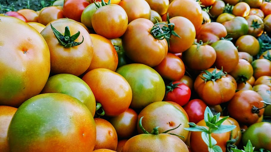 tomato, fruit, colour fruit, food, food and drink, healthy eating HD wallpaper