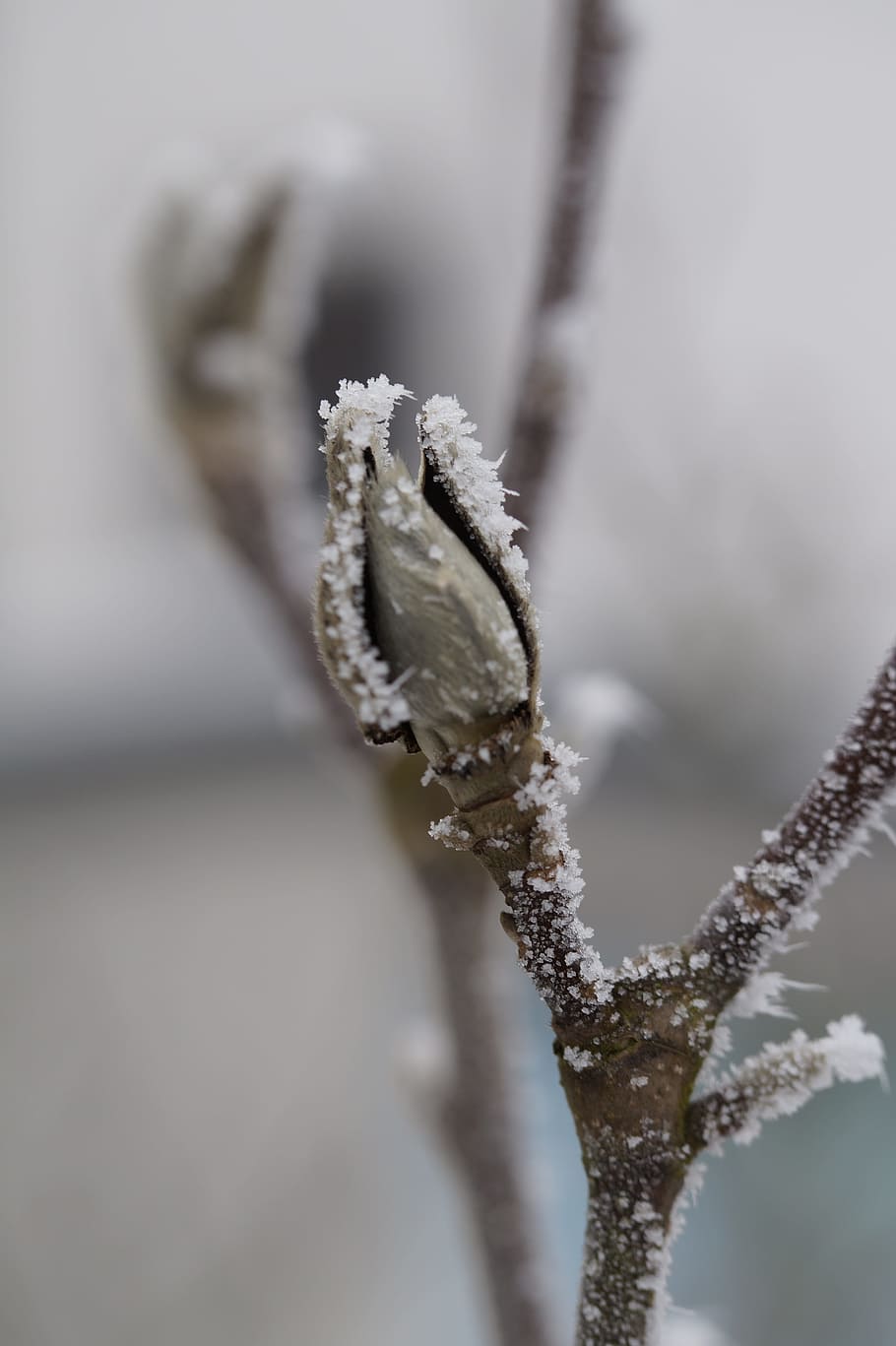 Bud, Ice, Hoarfrost, Covered, Frozen, winter, cold, branch HD wallpaper