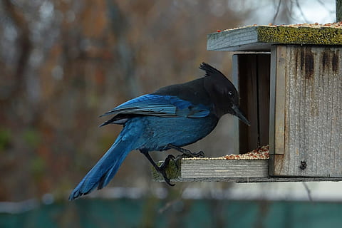 blue-jay-wildlife-bird-perched-thumbnail.jpg