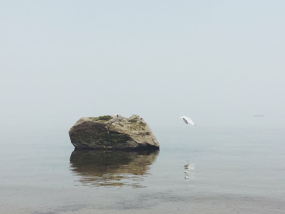 micro photography of stone, ocean, bird, seagull, nature, water HD wallpaper