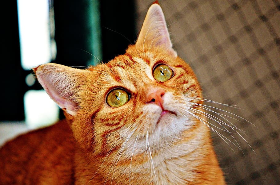 selective focus photography of orange tabby cat, red, cute HD wallpaper