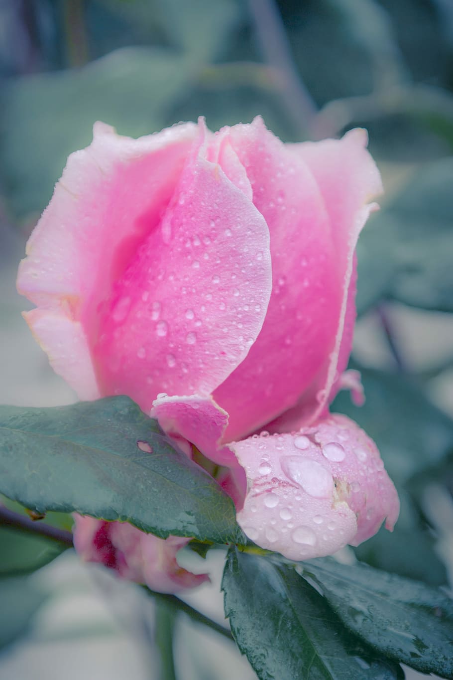 Rose, Pink, Pink, Water, Dew, Drops, dew drops, color, flower HD wallpaper