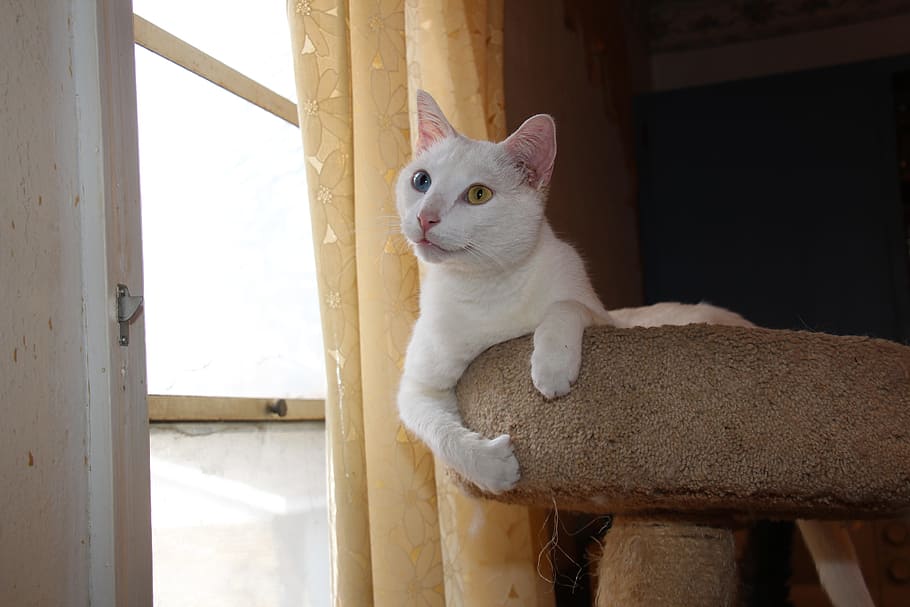cat, kitty, white, white cat, odd eyed, blue eye, yellow eye HD wallpaper