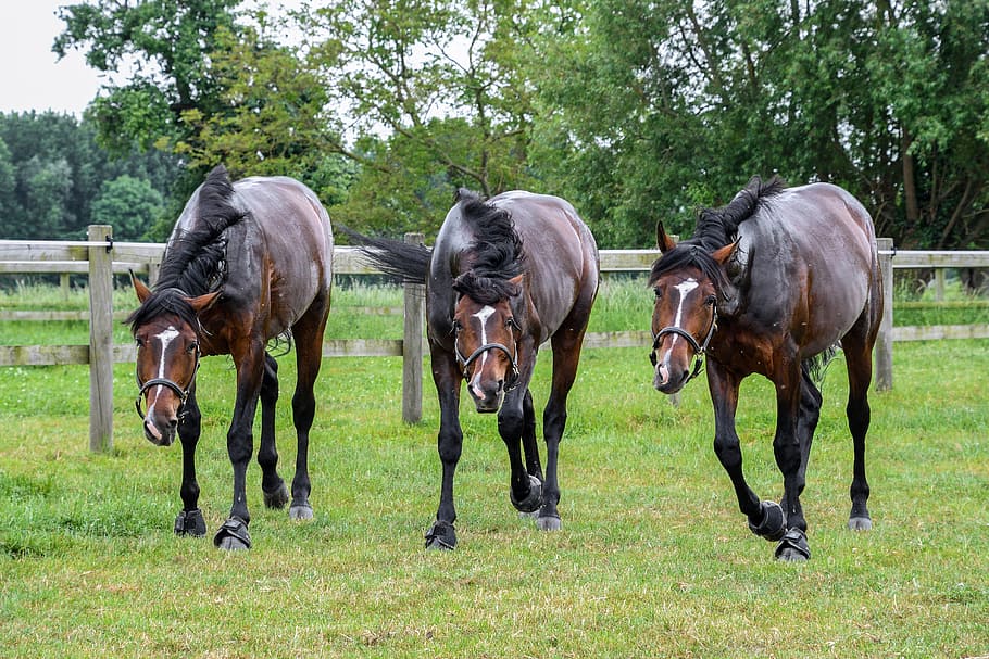 horse, call, mounting, three, horses, pre, animal themes, mammal HD wallpaper
