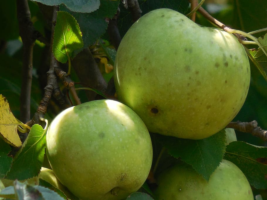 apple, tree, nature, garden, fruit, season, branch, summer HD wallpaper