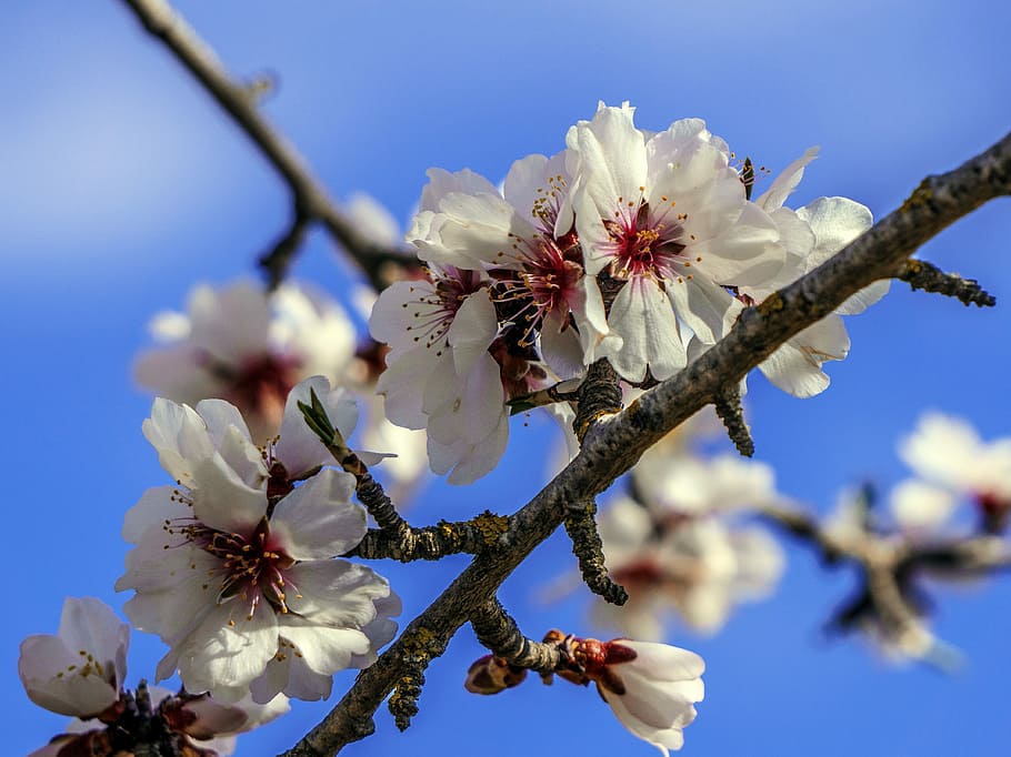 branch, flower, cherry, tree, nature, plant, outbreak, petal HD wallpaper